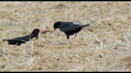 Kırmızıgagalı dağ kargası