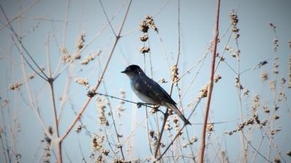 Karabaşlı ötleğen