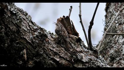 Bahçe tırmaşıkkuşu