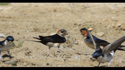 Kızıl kırlangıç