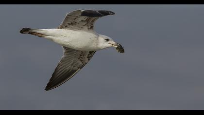 Küçük gümüş martı