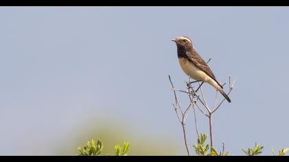 Kıbrıs kuyrukkakanı