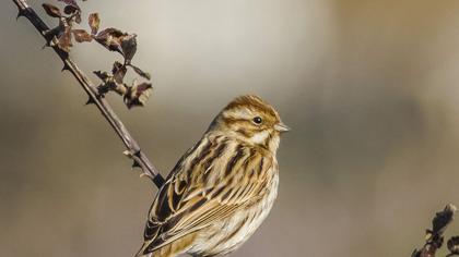 Bataklık Kirazkuşu
