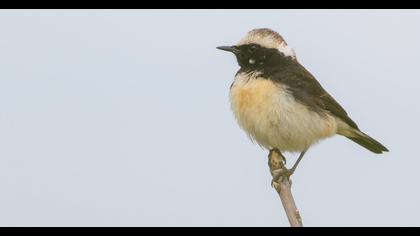 Kıbrıs kuyrukkakanı