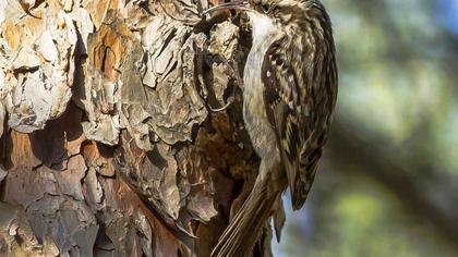 Bahçe tırmaşıkkuşu