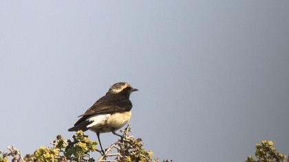 Kıbrıs kuyrukkakanı