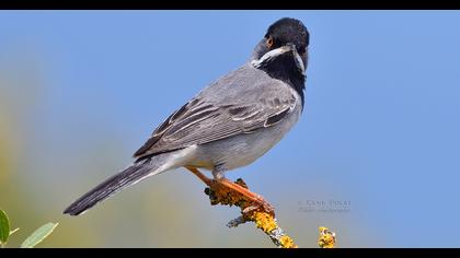 Karaboğazlı ötleğen