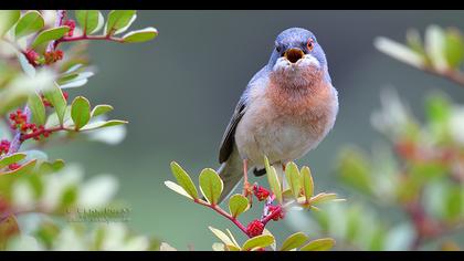 Bıyıklı ötleğen