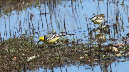 Sarıbaşlı kuyruksallayan