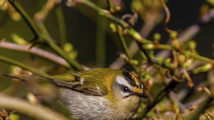 Sürmeli çalıkuşu