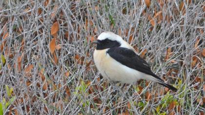 Aksırtlı kuyrukkakan