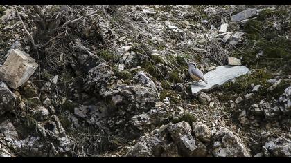 Büyük kaya sıvacısı