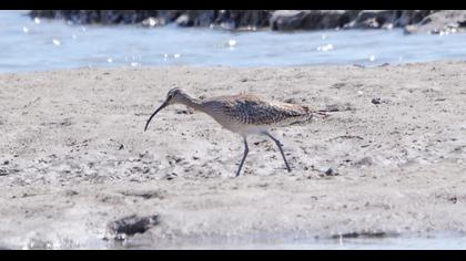 Sürmeli kervançulluğu
