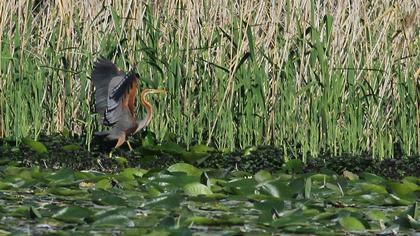 Erguvani balıkçıl