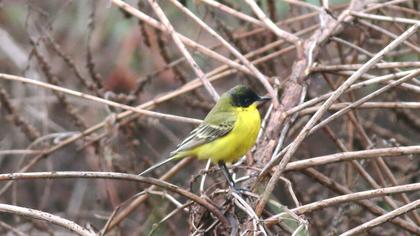 Sarı kuyruksallayan