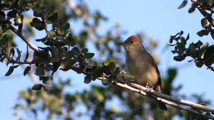 Karabaşlı ötleğen