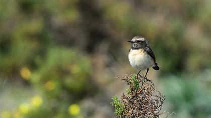 Kıbrıs kuyrukkakanı