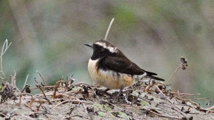 Kıbrıs kuyrukkakanı