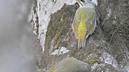 Küçük yeşil ağaçkakan