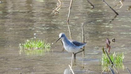 Bataklık düdükçünü