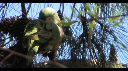 İskender papağanı