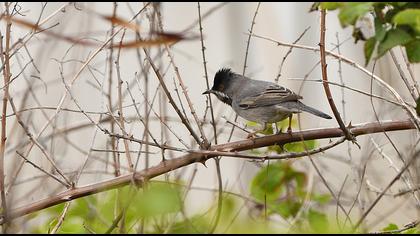 Karaboğazlı ötleğen