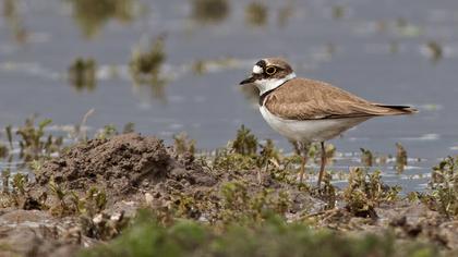 Halkalı küçük cılıbıt