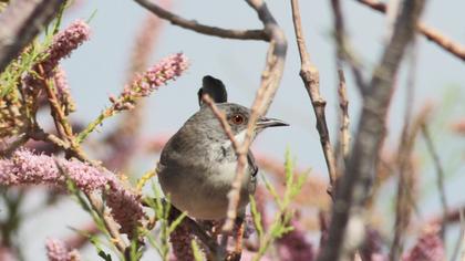 Karaboğazlı ötleğen