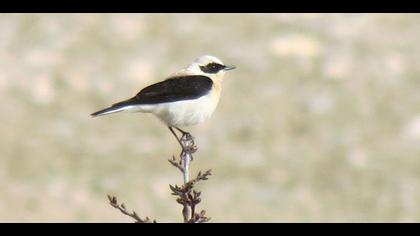 Karakulaklı kuyrukkakan