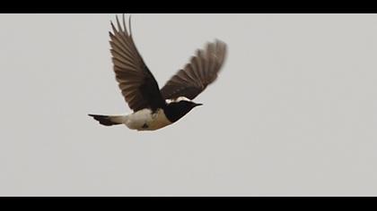 Kıbrıs kuyrukkakanı