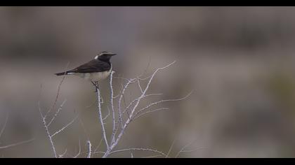 Kıbrıs kuyrukkakanı