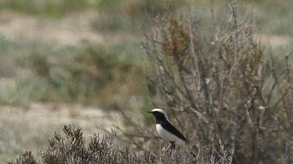 Aksırtlı kuyrukkakan