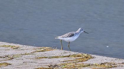 Bataklık düdükçünü