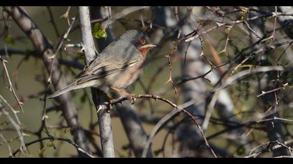 Bıyıklı ötleğen