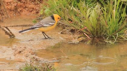 Sarıbaşlı kuyruksallayan