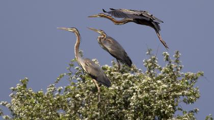 Erguvani balıkçıl