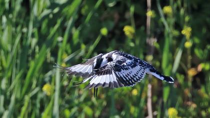 Alaca yalıçapkını