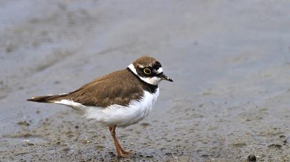 Halkalı küçük cılıbıt