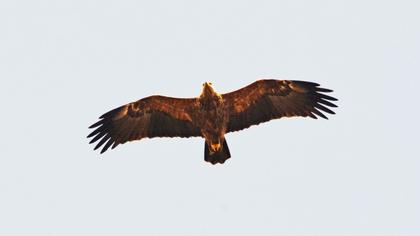 Küçük orman kartalı