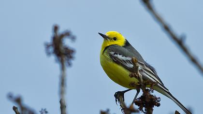 Sarıbaşlı kuyruksallayan