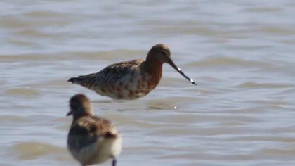 Kıyı çamurçulluğu