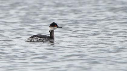 Karaboyunlu batağan