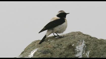 Karakulaklı kuyrukkakan