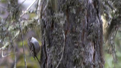 Bahçe tırmaşıkkuşu