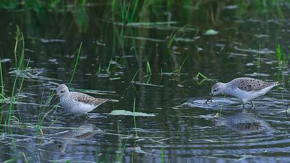 Bataklık düdükçünü