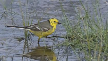 Sarıbaşlı kuyruksallayan