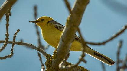 Sarıbaşlı kuyruksallayan