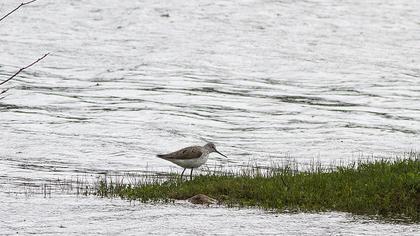 Bataklık düdükçünü