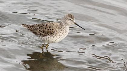 Bataklık düdükçünü