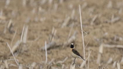 Karakulaklı kuyrukkakan